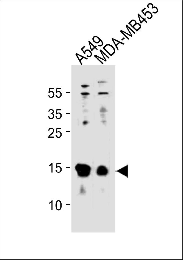 TXN Antibody (C-term) western blot analysis in A549,MDA-MB453 cell line lysates (35ug/lane). This demonstrates the TXN antibody detected the TXN protein (arrow).