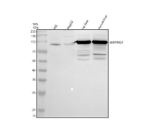 a01221 3 serping1 primary antibodies wb testing 1
