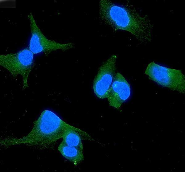 a01223 1 wwox primary antibodies if testing 8