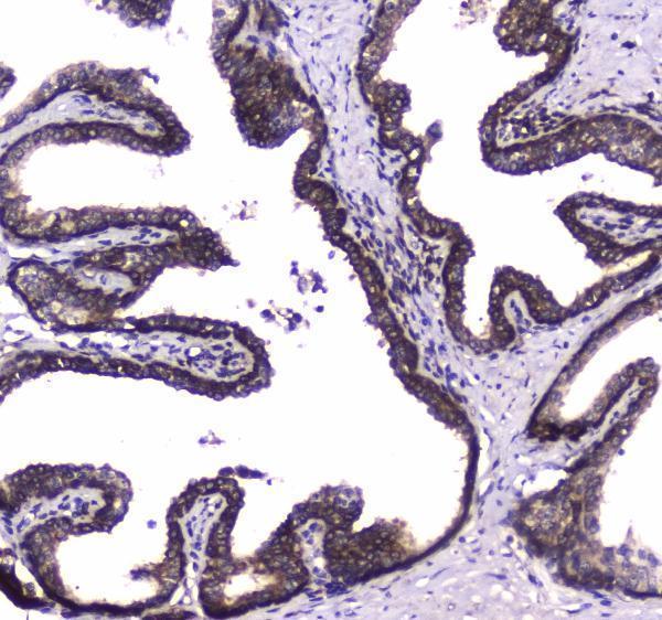 a01223 1 wwox primary antibodies ihc testing 6