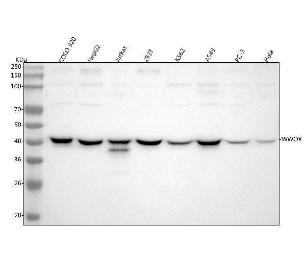  Western blot analysis of WWOX using anti-WWOX antibody (A01223-1)