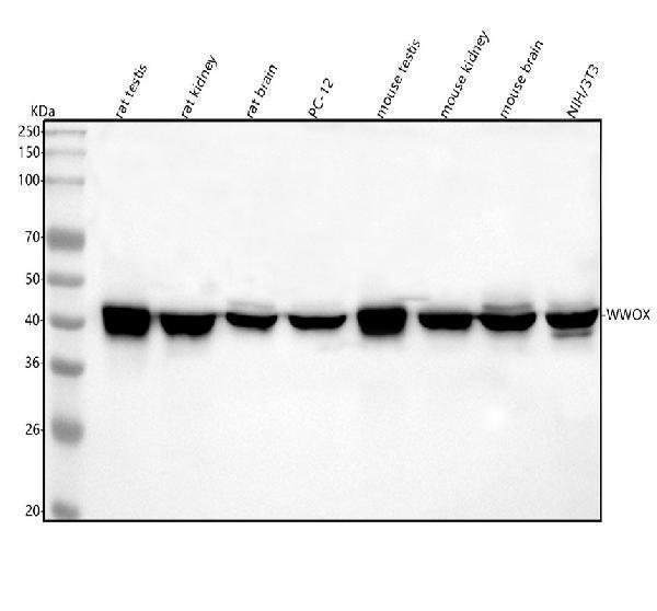  Western blot analysis of WWOX using anti-WWOX antibody (A01223-1)