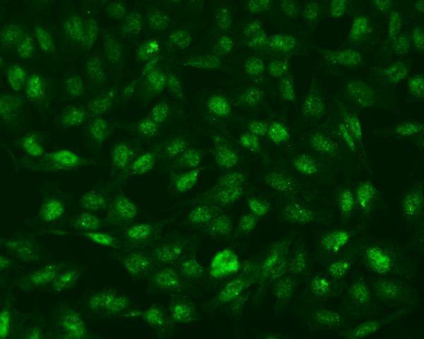 a01224 1 rnf168 primary antibodies icc testing 3
