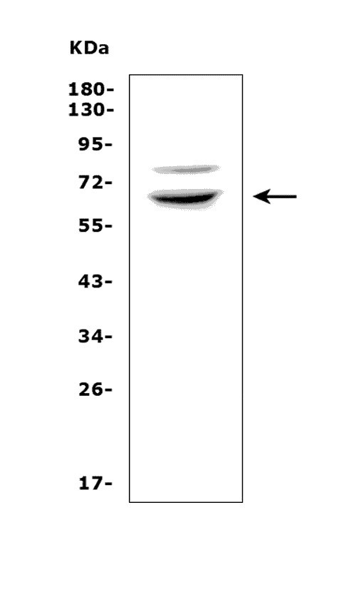 a01224 1 rnf168 primary antibodies wb testing 1
