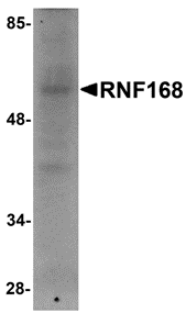 a01224 rnf168 primary antibodies wb testing 1