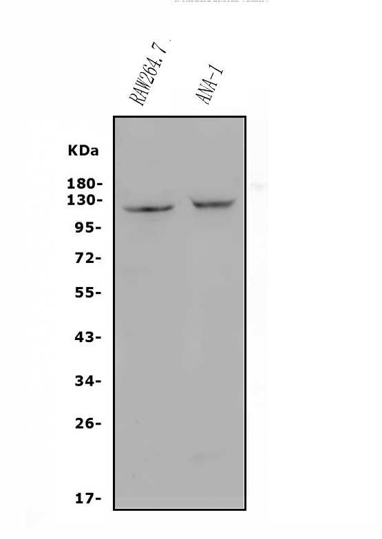 a01225 2 tnfrsf8 primary antibodies wb testing 1