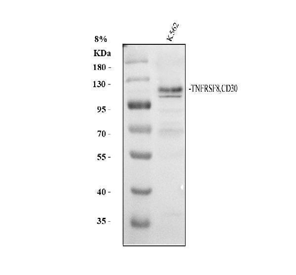 a01225 2 tnfrsf8 primary antibodies wb testing 2
