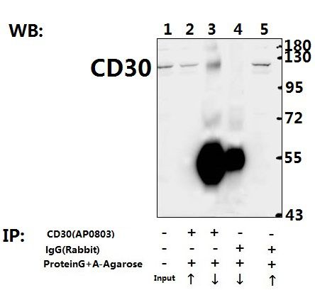 a01225 tnfrsf8 primary antiboties ip testing 3