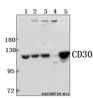 a01225 tnfrsf8 primary antiboties wb testing 1