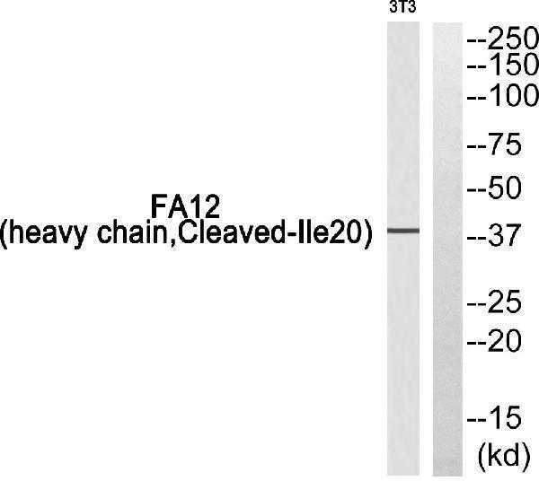 Western blot analysis of FA12 (heavy chain, Cleaved-Ile20) Antibody