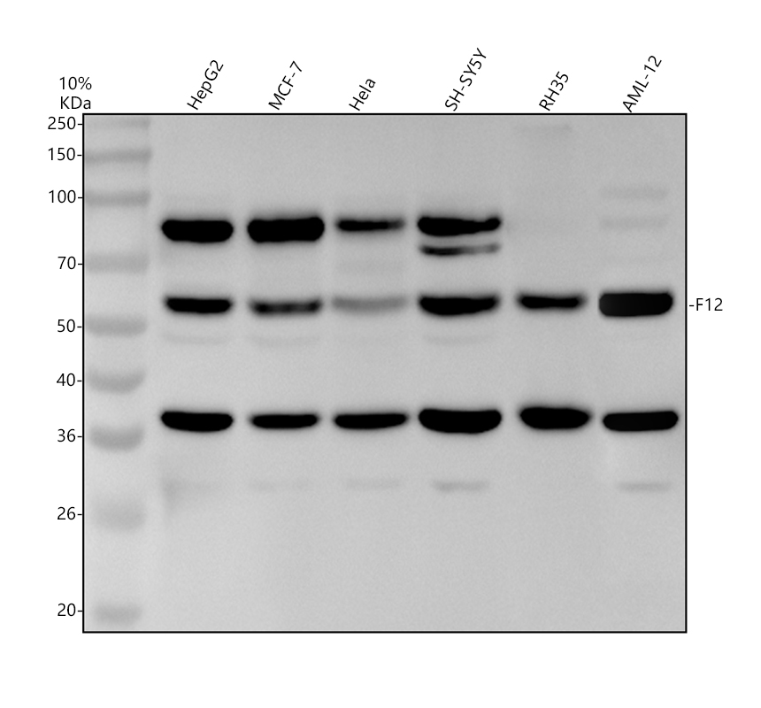 a01226 4 f12 primary antibodies wb testing 1