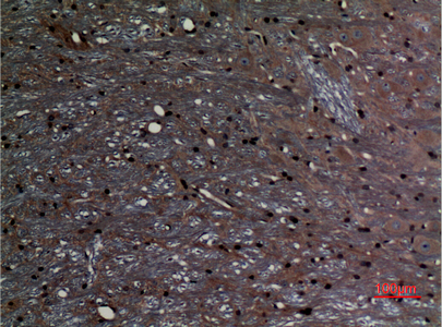 a01227 abcg1 primary antibodyes ihc testing 3