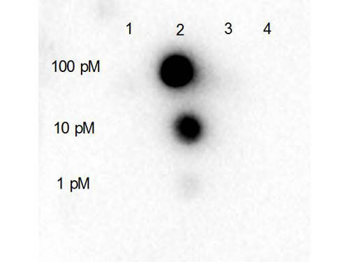 Dot blot for Rabbit Anti-HDAC5 (internal) Antibody