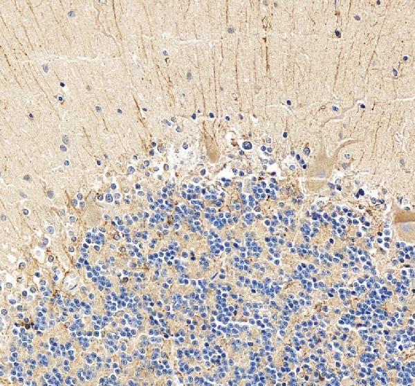 a01231 1 shank3 primary antibodies ihc testing 4