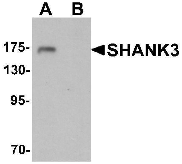 Western blot analysis of SHANK3 in 3T3 cell lysate with SHANK3 antibody at 1 μg/ml in (A) the absence and (B) the presence of blocking peptide
