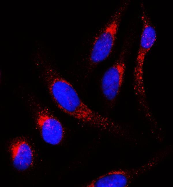 a01232 1 aplp2 primary antibodies if testing 8