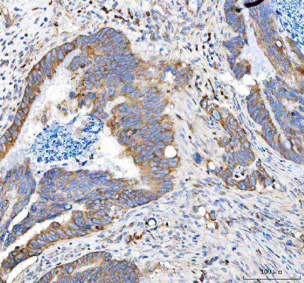  IHC analysis of APLP2 using anti-APLP2 antibody (A01232-1)