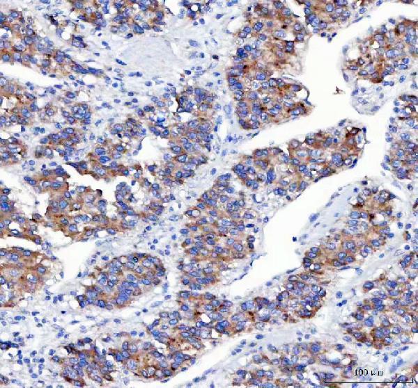  IHC analysis of APLP2 using anti-APLP2 antibody (A01232-1)