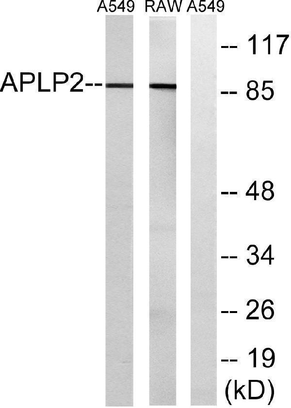 a01232 aplp2 primary antibodies wb testing 1