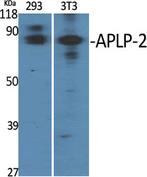 a01232 aplp2 primary antibodies wb testing 2