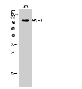 a01232 aplp2 primary antibodies wb testing 3
