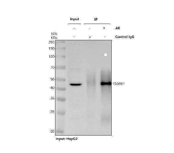 a01233 2 tsg101 primary antibodies ip testing 1