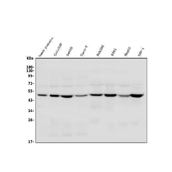 a01233 2 tsg101 primary antibodies wb testing 1