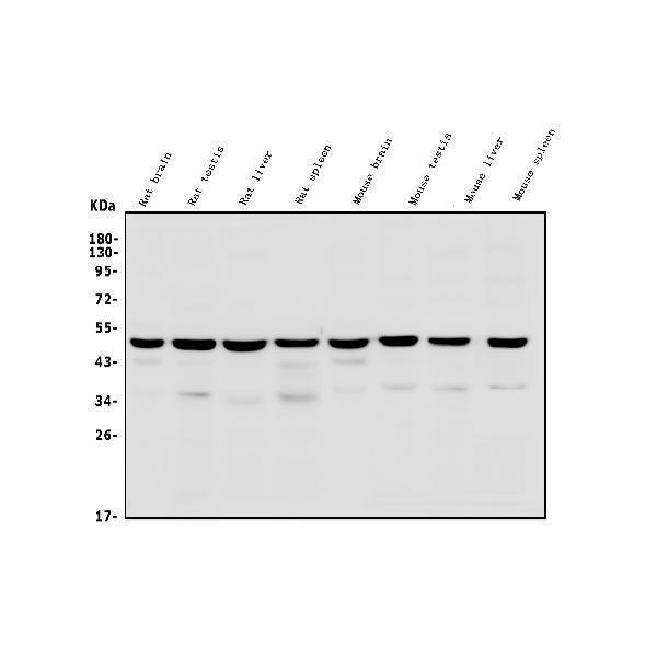 a01233 2 tsg101 primary antibodies wb testing 2