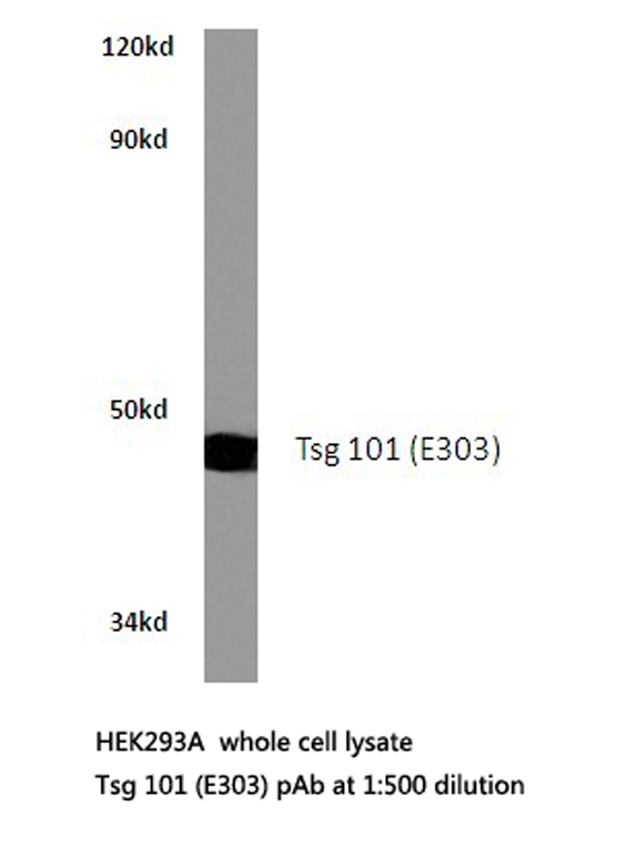Western blot (WB) analysis of Tsg 101 (E303) polyclonal antibody in extracts from HEK293A cells