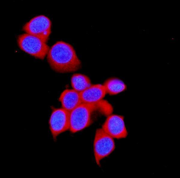 a01236 1 stub1 primary antibodies if testing 5