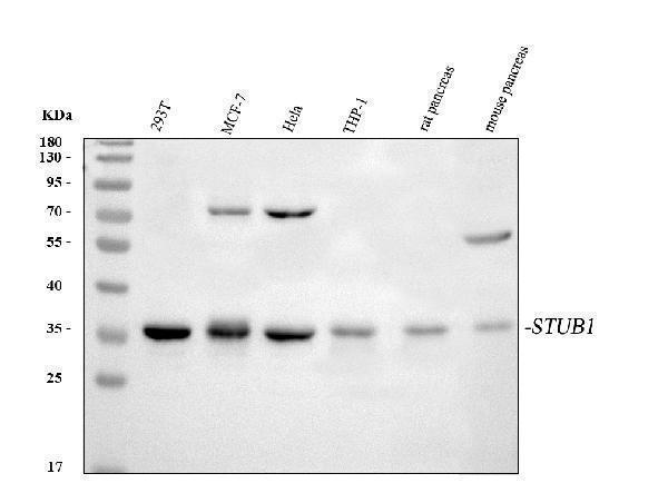  Western blot analysis of STUB1 using anti-STUB1 antibody (A01236-1)