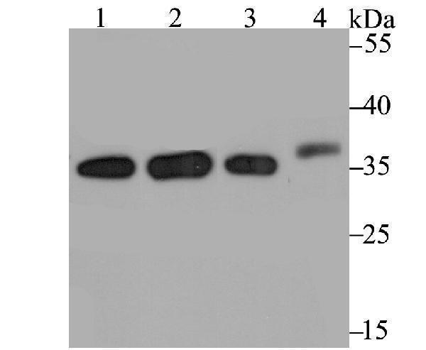 a01236 stub1 primary antiboties wb testing 1