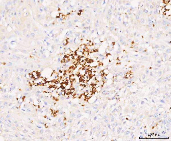 a01237 gca primary antibodies ihc testing 2