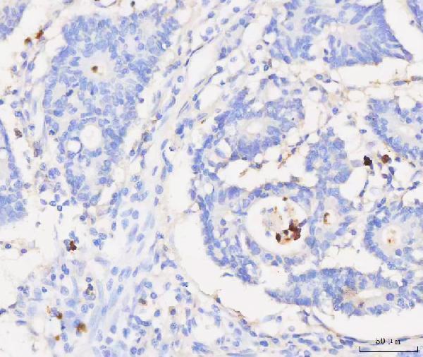 a01237 gca primary antibodies ihc testing 3