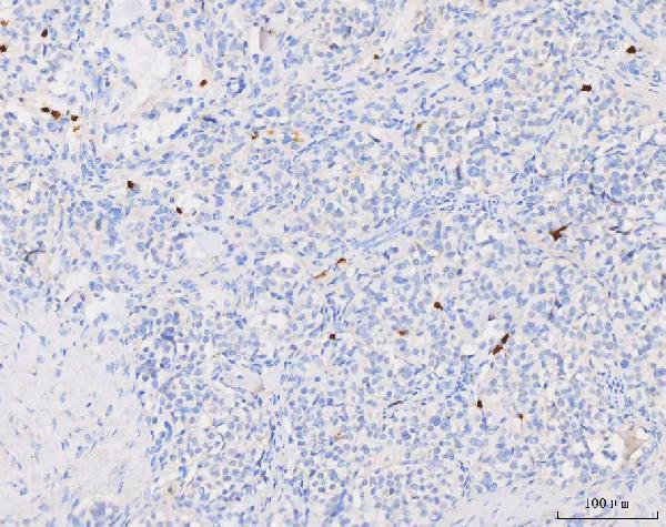 a01237 gca primary antibodies ihc testing 4