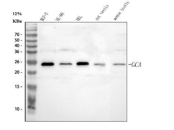 a01237 gca primary antibodies wb testing 1