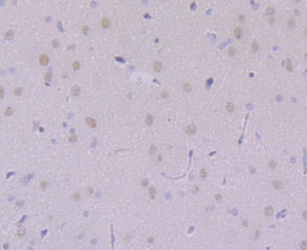 a01239 usp7 primary antiboties ihc testing 2