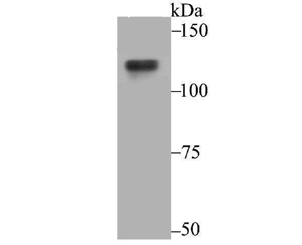 a01239 usp7 primary antiboties wb testing 1