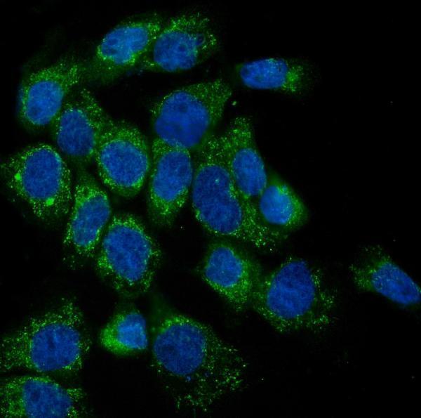a01240 2 lpp primary antibodies if testing 7_1