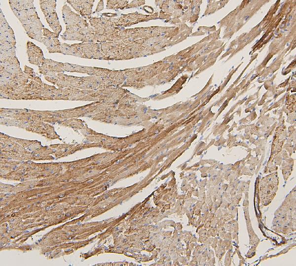 a01240 2 lpp primary antibodies ihc testing 5