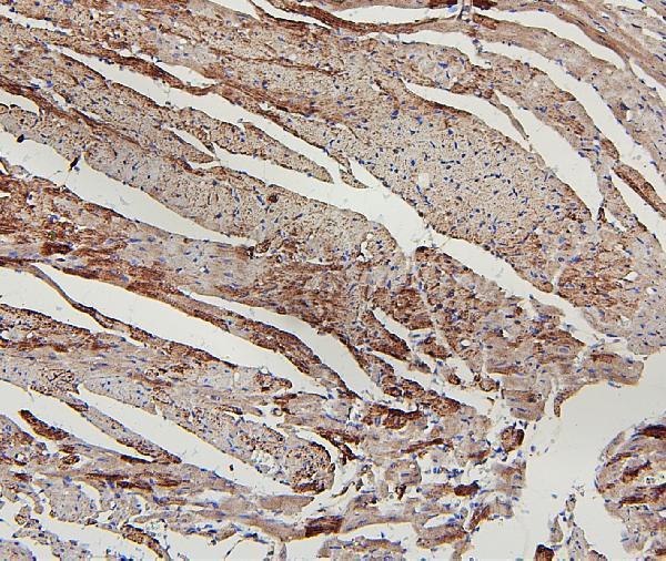 a01240 2 lpp primary antibodies ihc testing 6