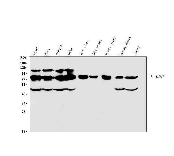 a01240 2 lpp primary antibodies wb testing 1_1