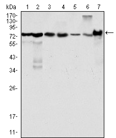 a01240 lpp primary antibodies wb testing 2