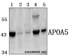 a01242 1 apoa5 primary antiboties wb testing 1