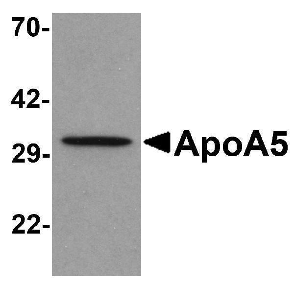 Western blot analysis of ApoA5 in human liver tissue lysate with ApoA5 antibody at 1 μg/mL 