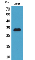 a01244 cdkn1c primary antibodies wb testing 2
