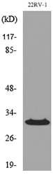 a01244 cdkn1c primary antibodies wb testing 3