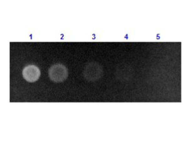 a01245 2 alb primary antibodies dot blot testing 1_1