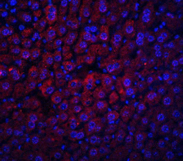 a01245 alb primary antibodies if testing 7
