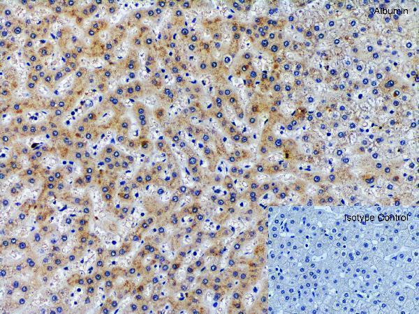 a01245 alb primary antibodies ihc testing 4